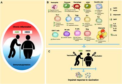 Implications of Inflammatory States on Dysfunctional Immune Responses in Aging and Obesity
